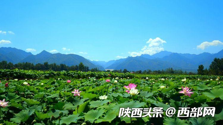 正是赏荷好时节 渭南160亩清水莲菜生态园荷香醉人邀你来！