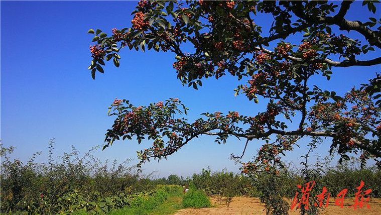 大明花椒香满坡 群众腰包鼓起来(图3)