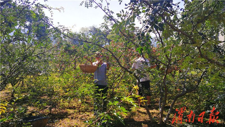 大明花椒香满坡 群众腰包鼓起来(图2)