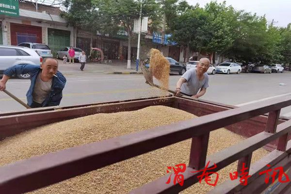 收  麦(图2)