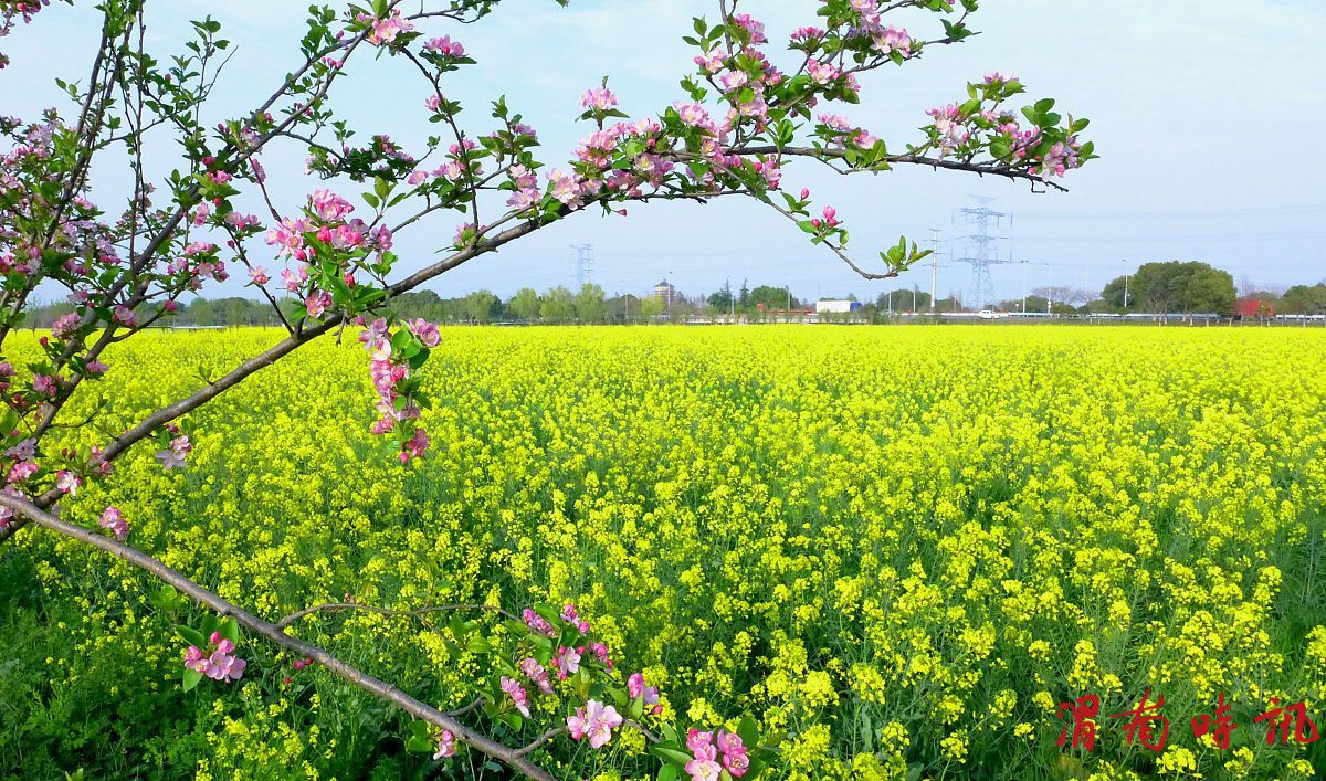春天(图1)