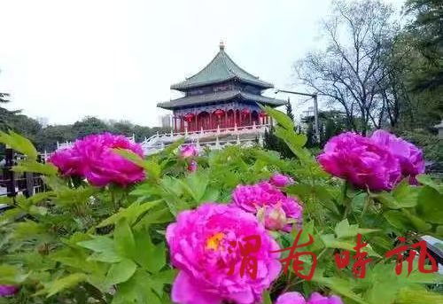 七言律诗   乙巳暮春游兴庆宫赏牡丹并吊玉环(图1)