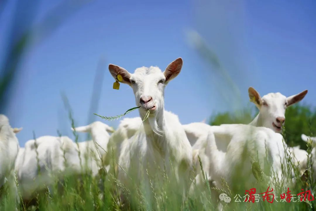 故乡牲灵(图5)