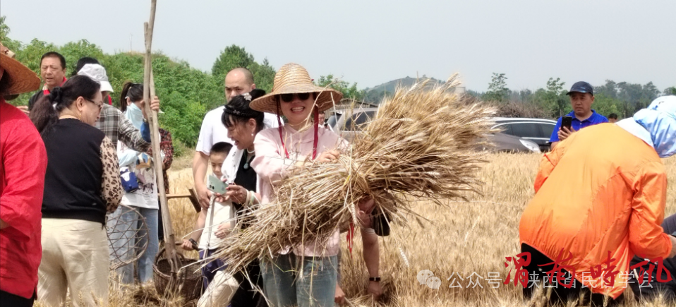 传承农耕记忆，共赴麦香之约​​——陕西省民俗学会成功举办“关中麦香 颗粒归仓”三夏农事传承体验活动 (图4)
